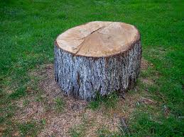 Best Tree and Shrub Care  in Pierson, FL