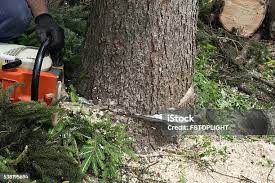 Professional Tree Services in Pierson, FL