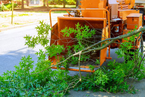Best Lawn Grading and Leveling  in Pierson, FL