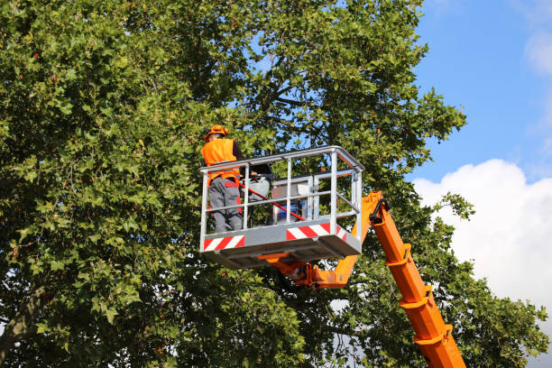 How Our Tree Care Process Works  in  Pierson, FL