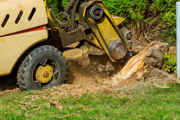 Best Tree Risk Assessment  in Pierson, FL