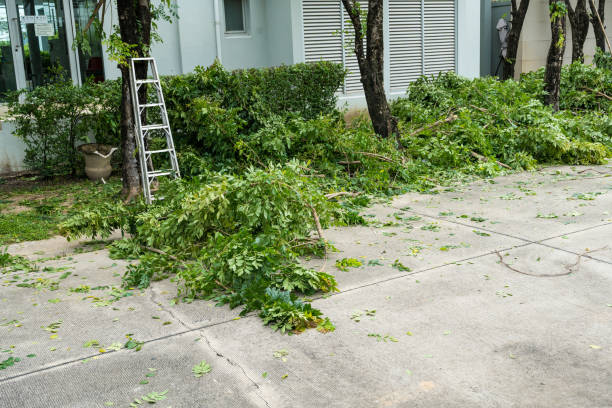 Best Lawn Irrigation Installation and Maintenance  in Pierson, FL
