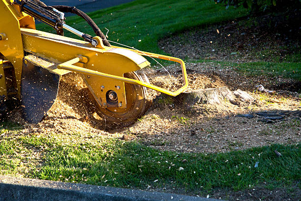 Best Weed Control  in Pierson, FL