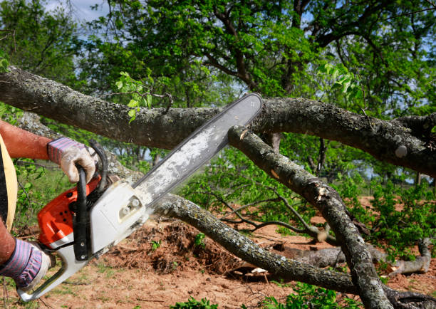 Best Root Management and Removal  in Pierson, FL