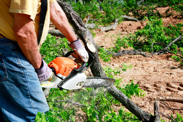 Best Leaf Removal  in Pierson, FL